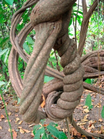 ayahuasca-vine1.jpg