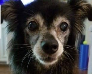 How Healy Frequencies & CBD Oil Have Helped One Sweet Aging Dog Companion